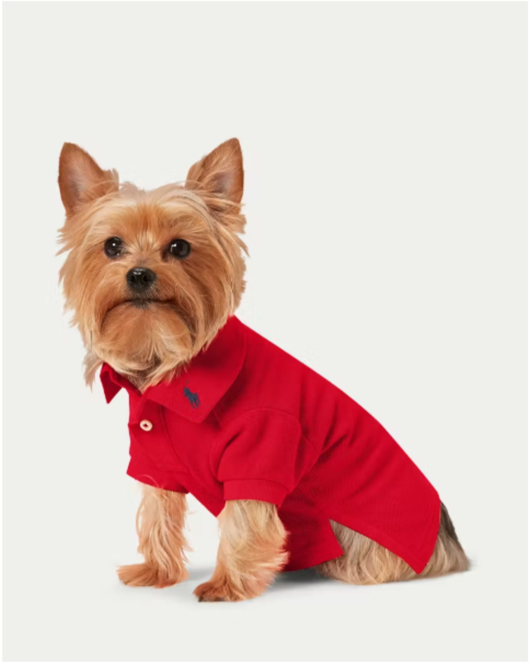 O Luxo que Late: Por que o Mercado Pet se Tornou o Novo Símbolo de Glamour